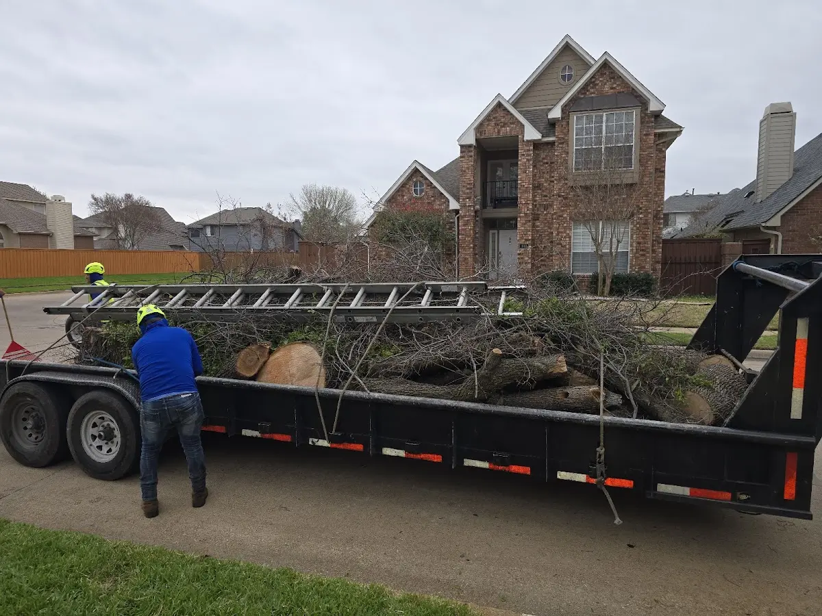 Expert Tree Pest Control with proper safety equipment in Monrovia